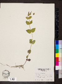 Scutellaria nervosa image