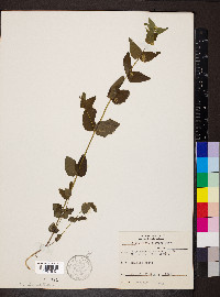 Scutellaria nervosa image