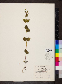 Scutellaria nervosa image