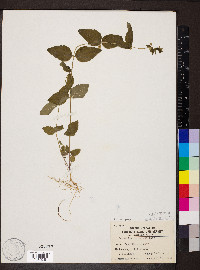 Scutellaria nervosa image