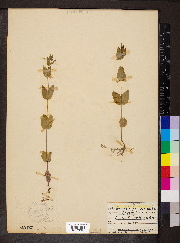 Scutellaria nervosa image