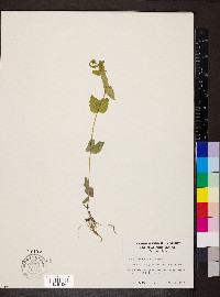 Scutellaria nervosa image