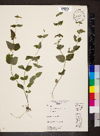 Scutellaria nervosa image