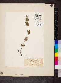 Scutellaria nervosa image