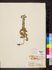 Scutellaria ovata subsp. rugosa image