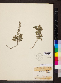 Scutellaria ovata subsp. rugosa image