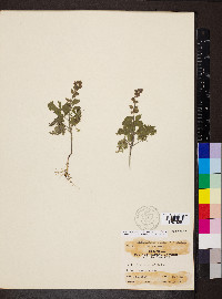 Scutellaria ovata image