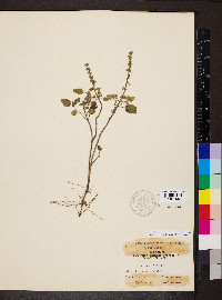 Scutellaria ovata subsp. rugosa image