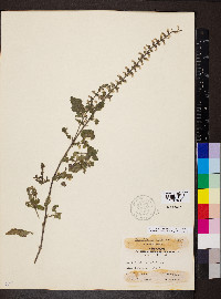 Scutellaria ovata subsp. rugosa image