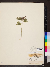 Scutellaria ovata subsp. rugosa image