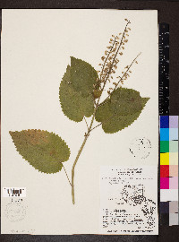 Scutellaria ovata image