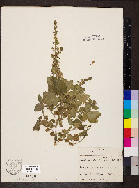 Scutellaria ovata image