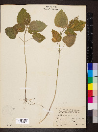 Scutellaria ovata image