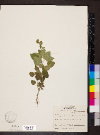 Scutellaria ovata image