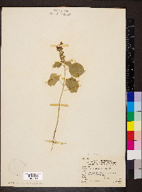 Scutellaria ovata image