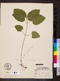 Scutellaria ovata image