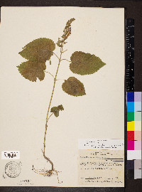 Scutellaria ovata image