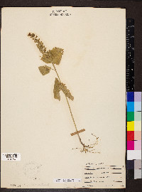 Scutellaria ovata image