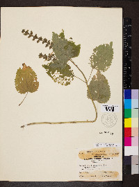 Scutellaria ovata subsp. ovata image