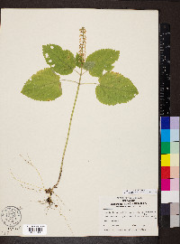 Scutellaria ovata image