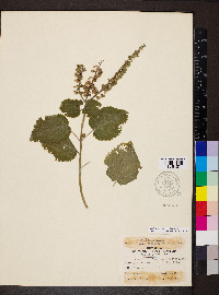 Scutellaria ovata image