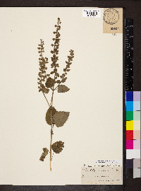 Scutellaria ovata image