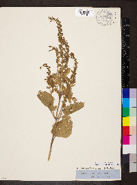 Scutellaria ovata image