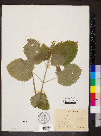 Scutellaria ovata image