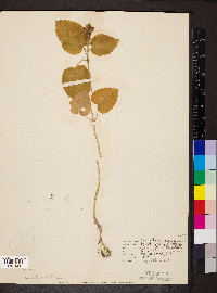 Scutellaria ovata image