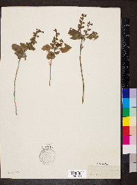 Scutellaria ovata image