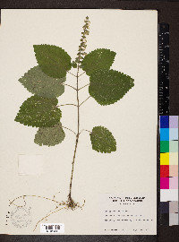 Scutellaria ovata image