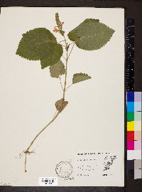 Scutellaria ovata image