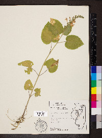 Scutellaria ovata image