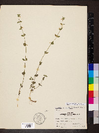 Scutellaria parvula image