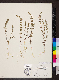 Scutellaria parvula var. leonardii image