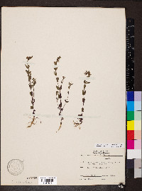 Scutellaria parvula image