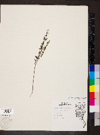 Scutellaria parvula image