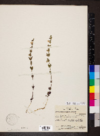 Scutellaria parvula var. leonardii image