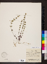 Scutellaria parvula var. leonardii image