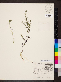 Scutellaria parvula image