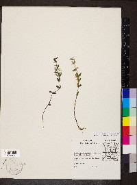 Scutellaria parvula var. leonardii image