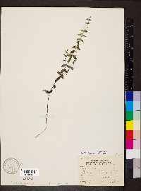 Scutellaria parvula var. leonardii image