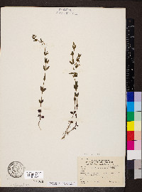 Scutellaria parvula var. leonardii image