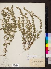 Scutellaria parvula var. parvula image