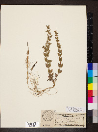 Scutellaria parvula var. parvula image