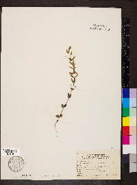 Scutellaria parvula image