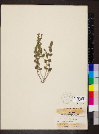 Scutellaria parvula image