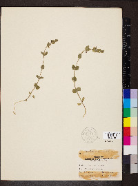 Scutellaria parvula image