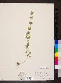 Scutellaria parvula image