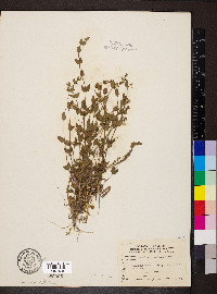 Scutellaria parvula image